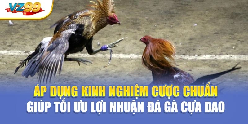 Áp dụng kinh nghiệm cược chuẩn giúp tối ưu lợi nhuận đá gà cựa dao